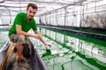 Organa Espirulina